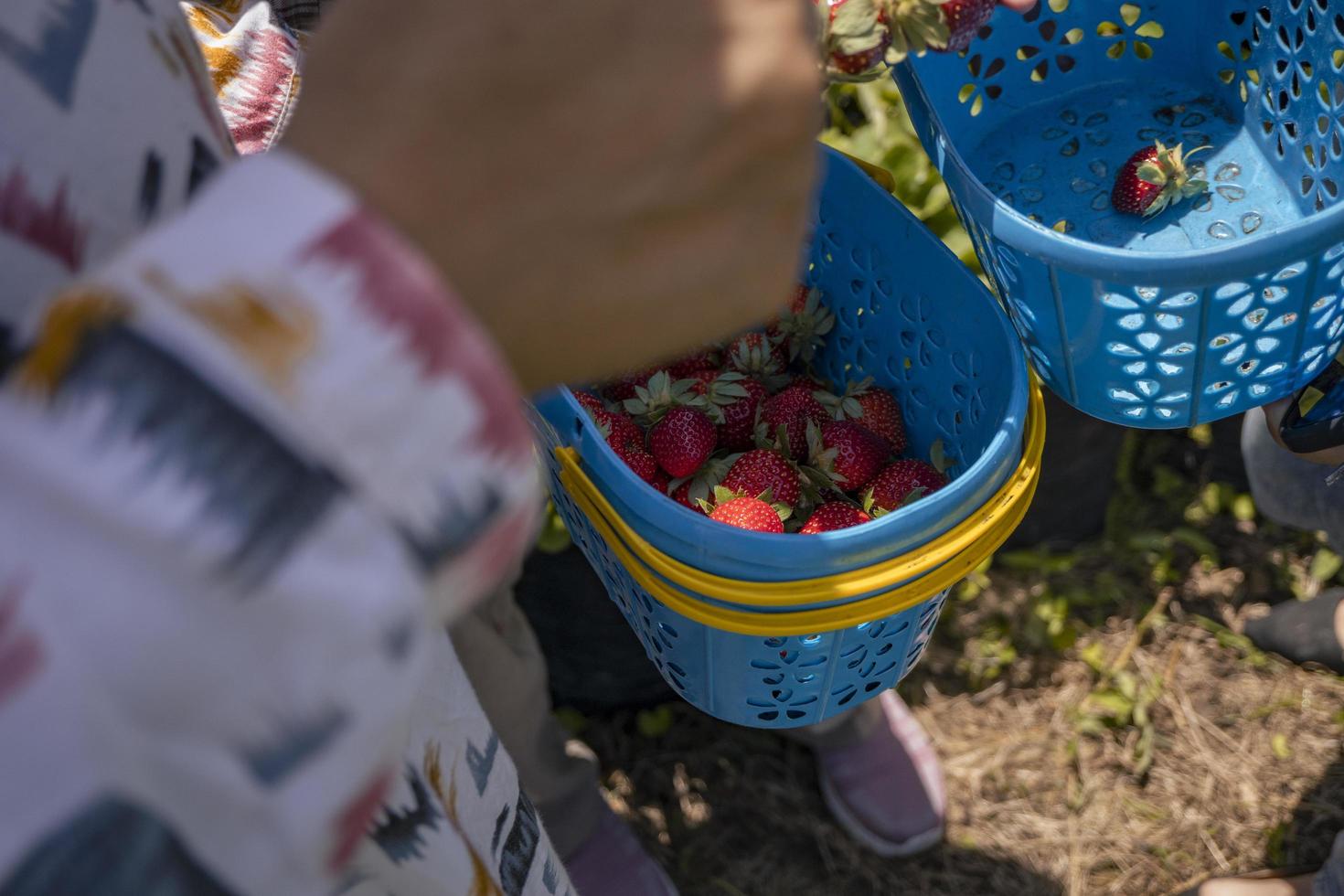 Strawberry on the bucket when harvest season at the backyard garden Malang. The photo is suitable to use for botanical poster, background and harvest advertising.