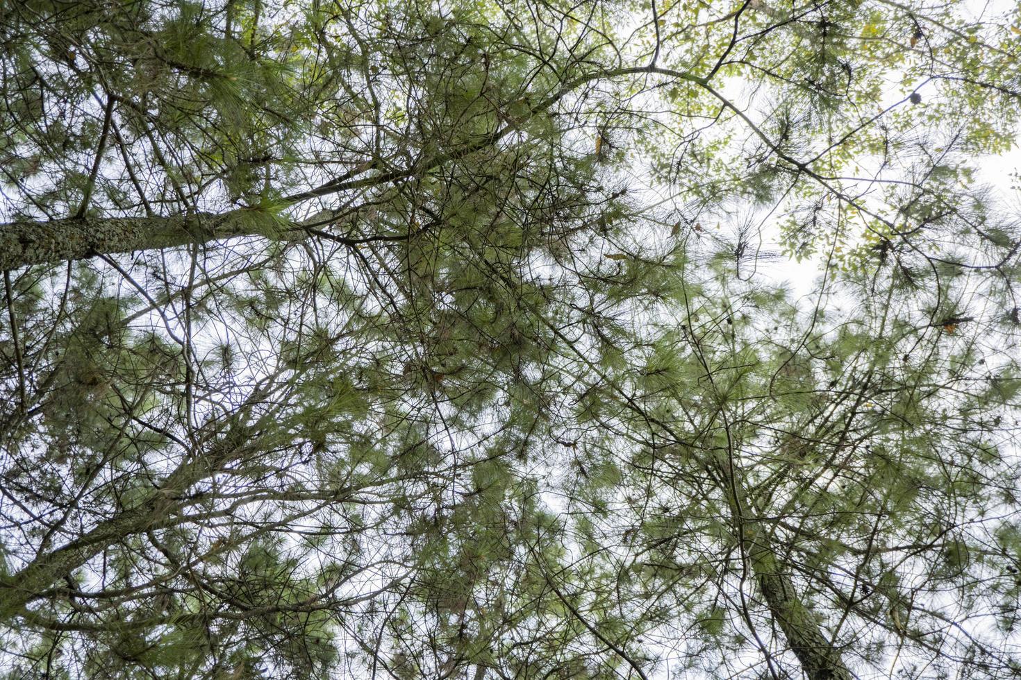 Low angel pine forest when spring season. The photo is suitable to use for nature background, environment poster and nature content media.