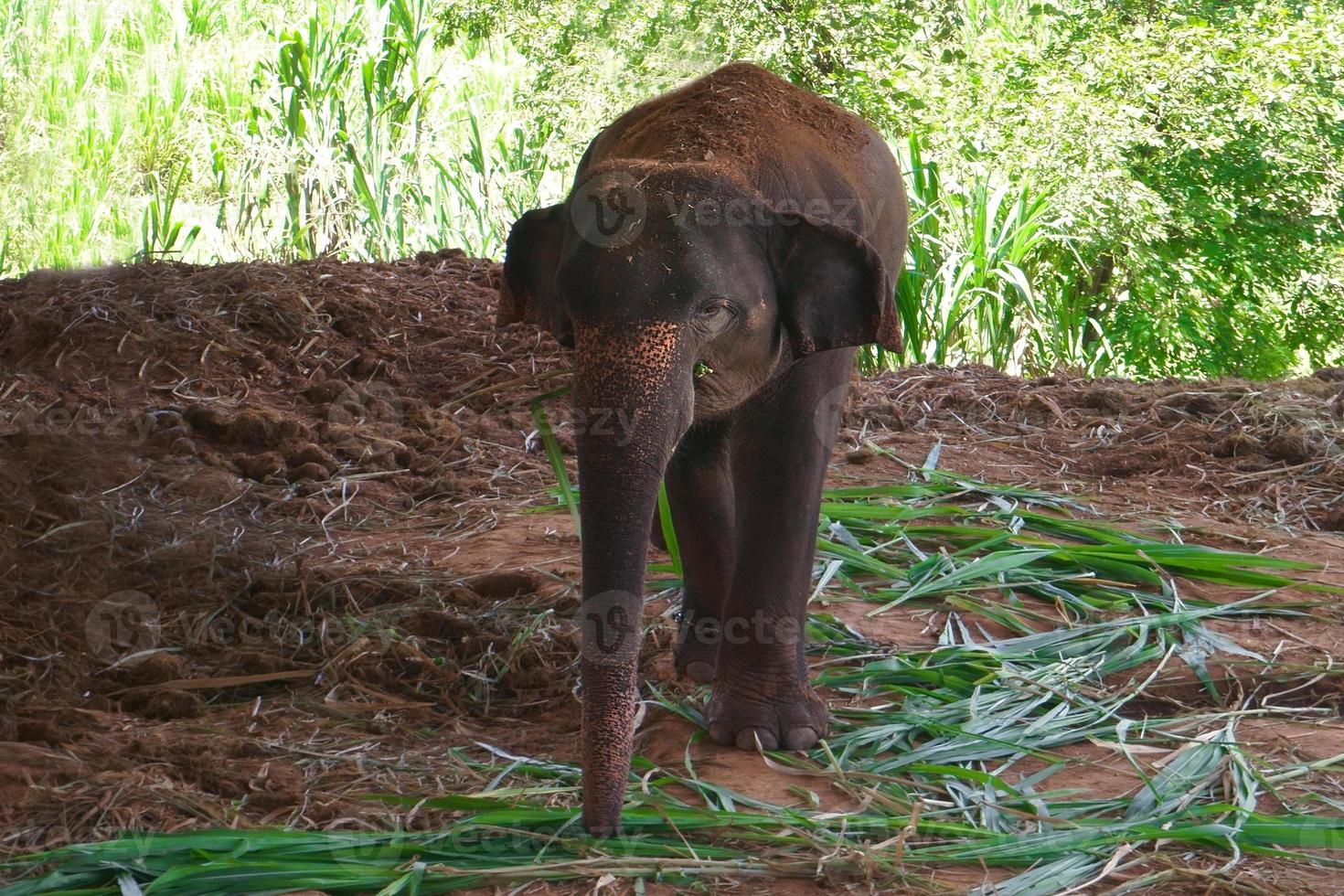 Asian Elephants are eating grass in protected nature park photo