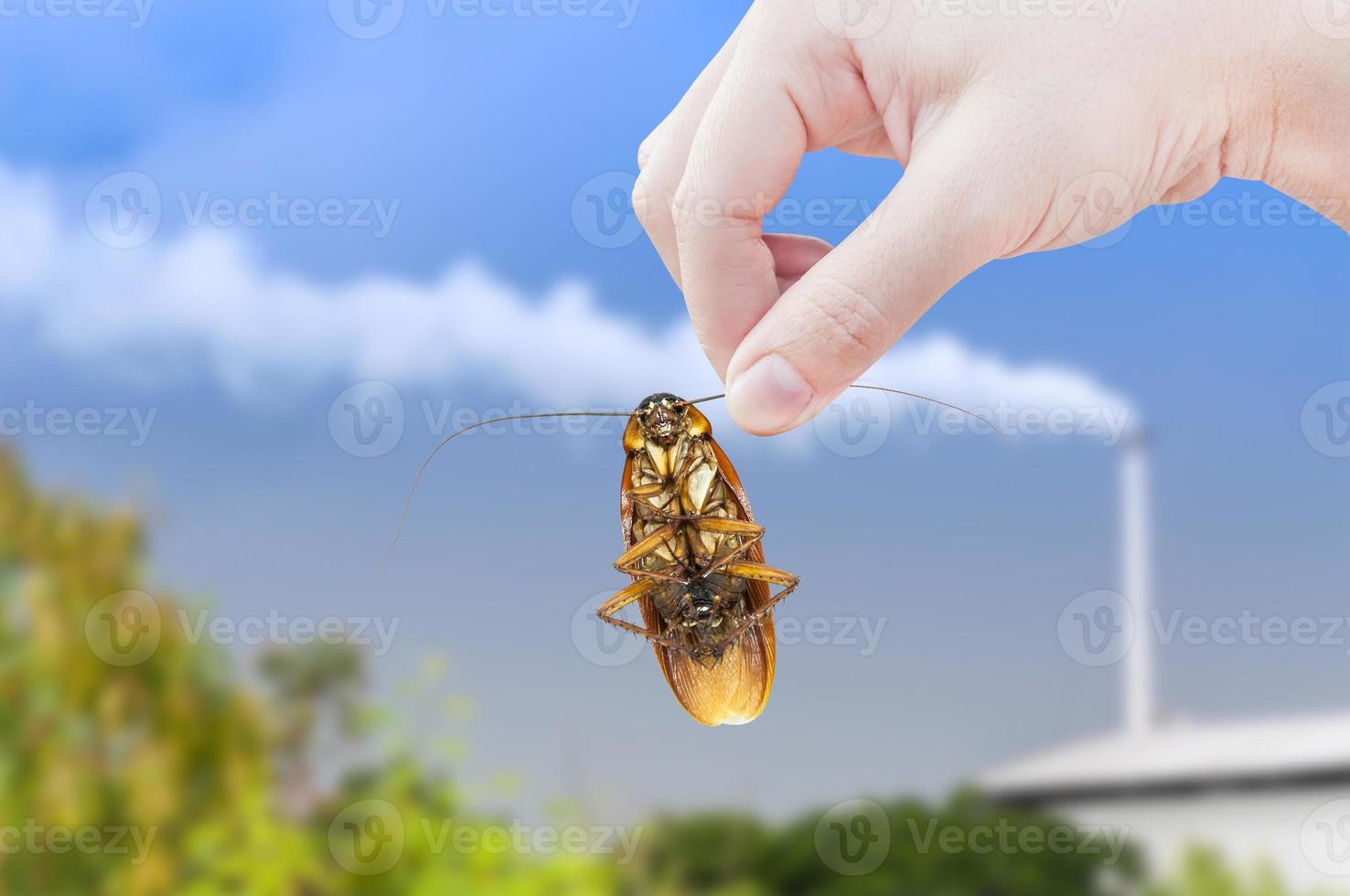 Woman's Hand holding cockroach on factory Industry background, eliminate cockroach in factory Industry photo