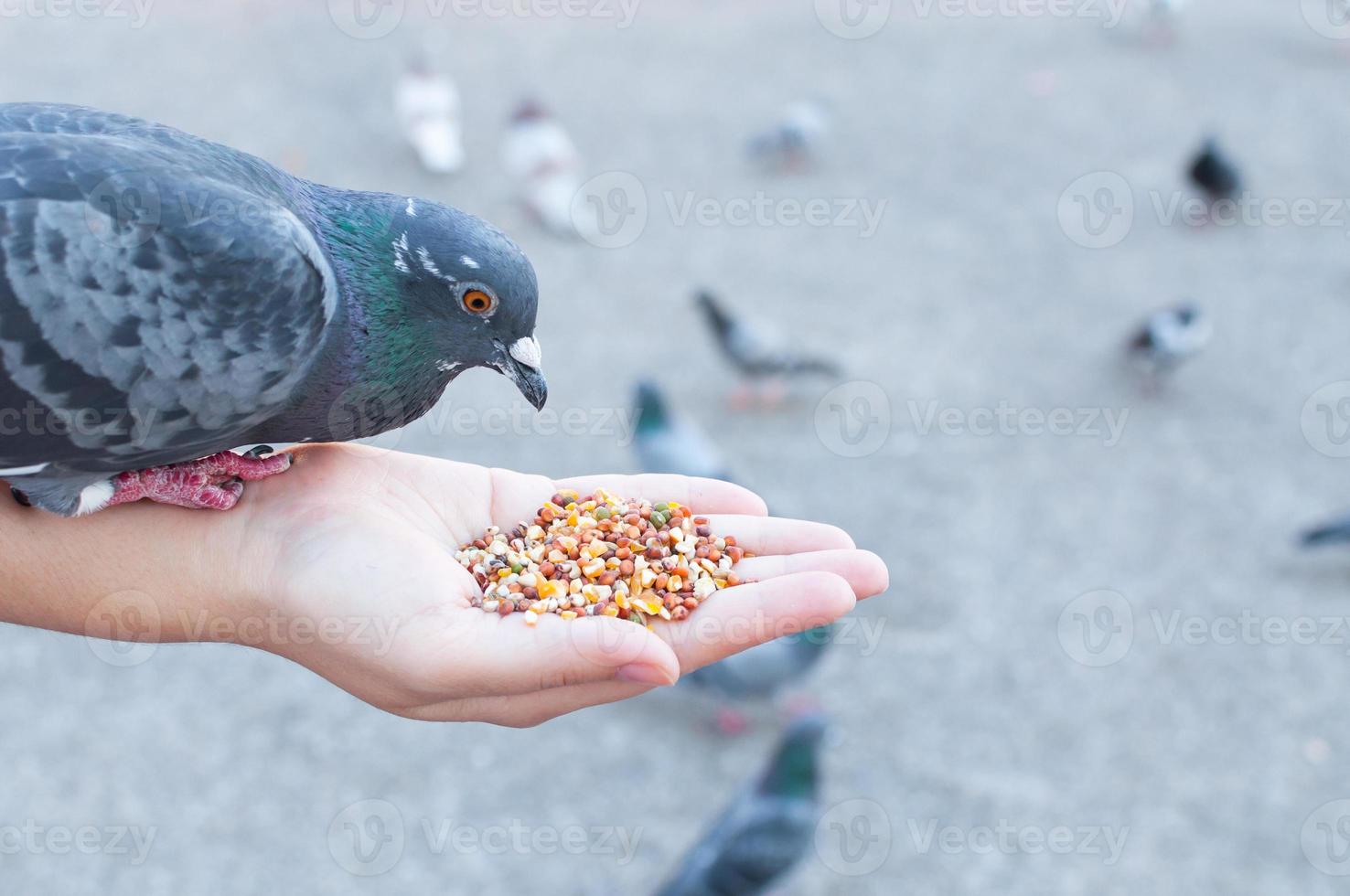 Pigeon eating from woman hand on the park,feeding pigeons in the park at the day time photo