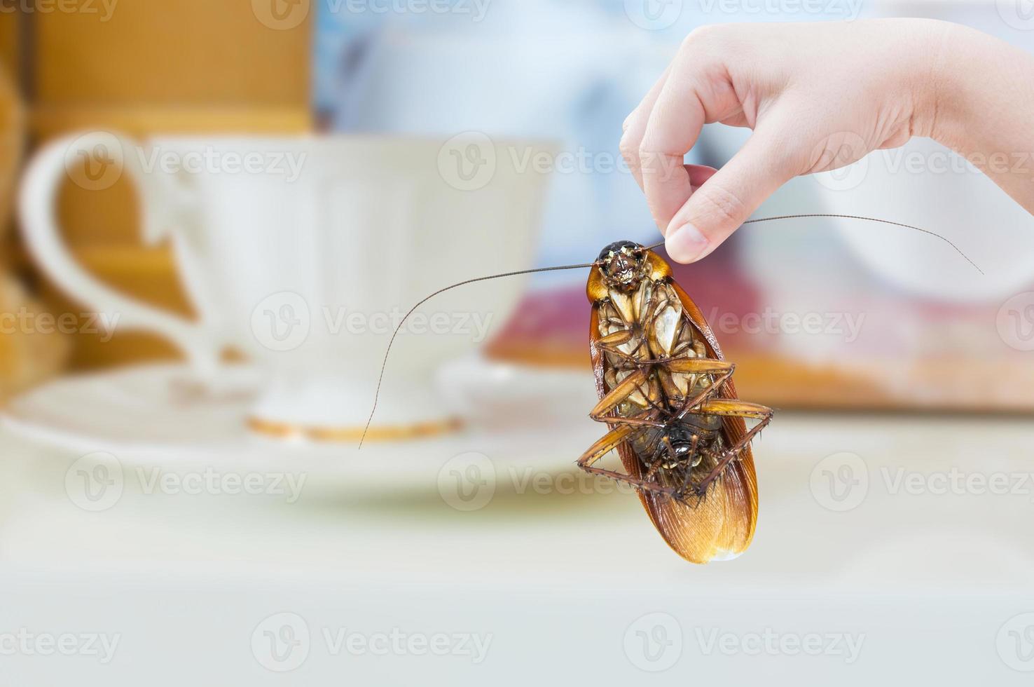 mujer mano participación cucaracha en café taza fondo, eliminar cucaracha en casa foto