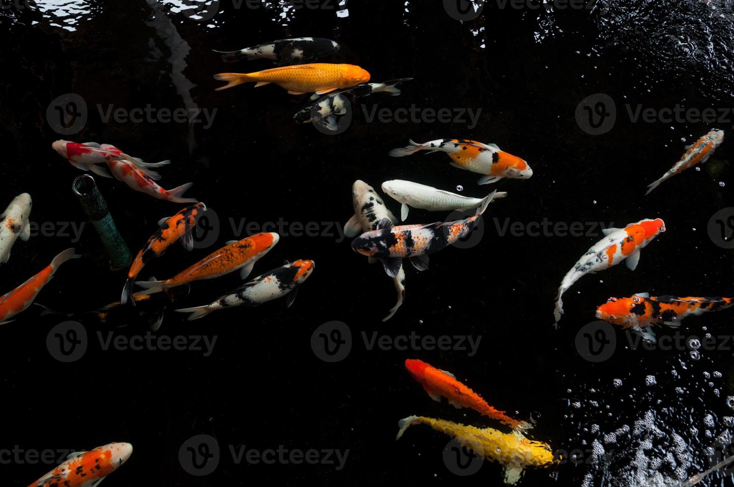 Koi swimming in a water garden,Colorful koi fish,Detail of colorful japanese carp fish swimming in pond photo