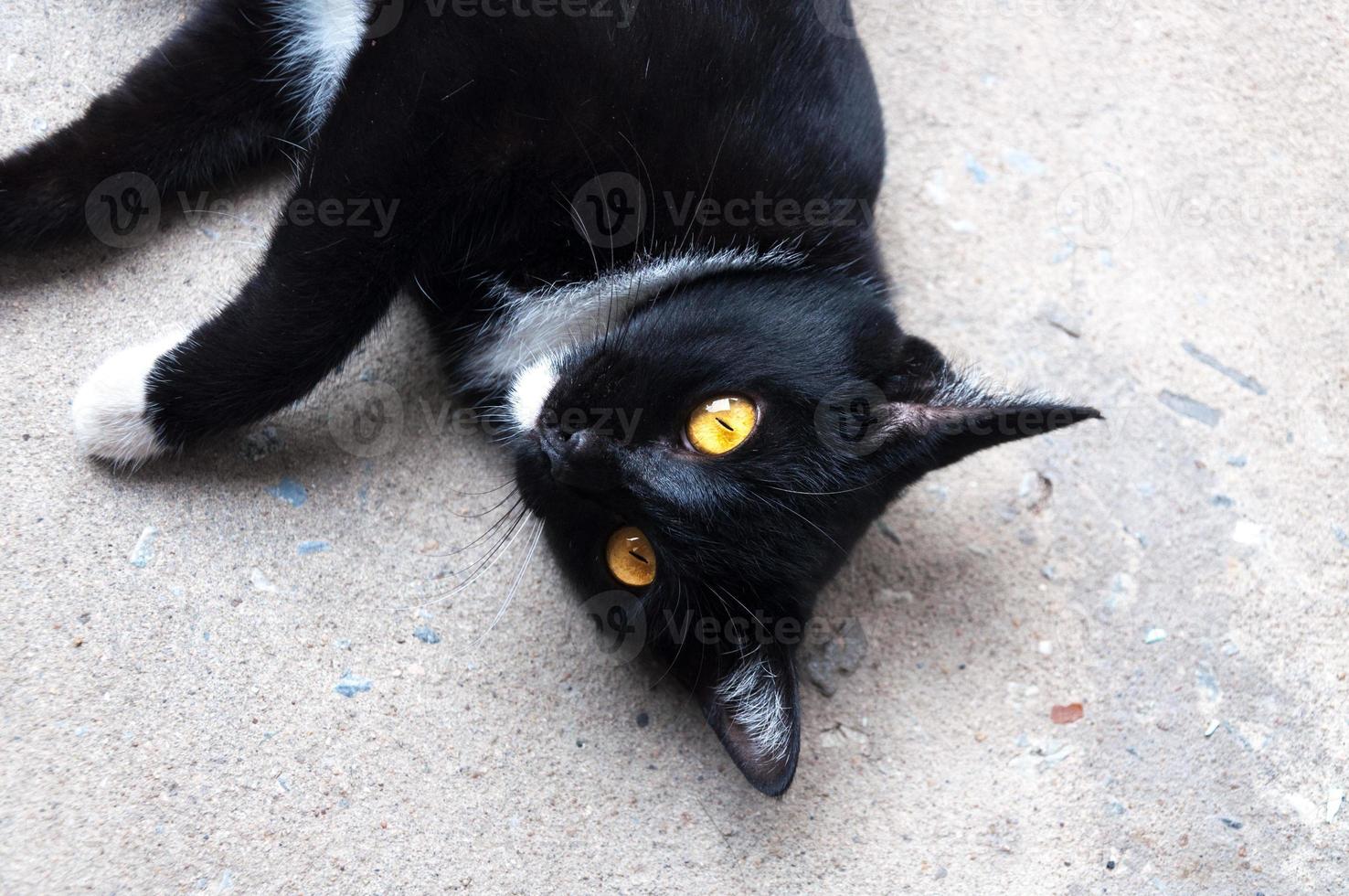 Bombay black cat yellow eye relax on floor photo