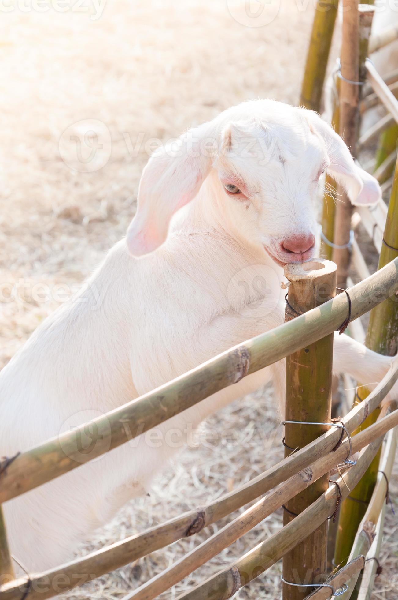 white baby goat playing with bamboo fence ,Close up of white goats in