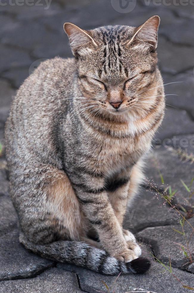 Sleepy tabby cat sitting on the floor ,brown Cute cat, cat lying, playful cat relaxing vacation, vertical format, selective focus photo