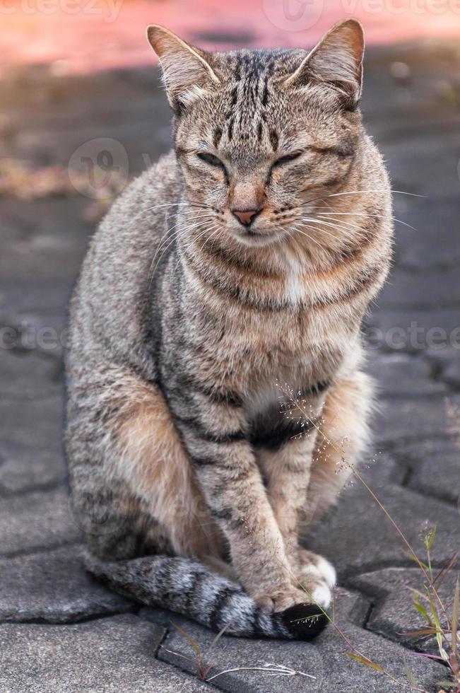 Sleepy tabby cat sitting on the floor ,brown Cute cat, cat lying, playful cat relaxing vacation, vertical format, selective focus photo