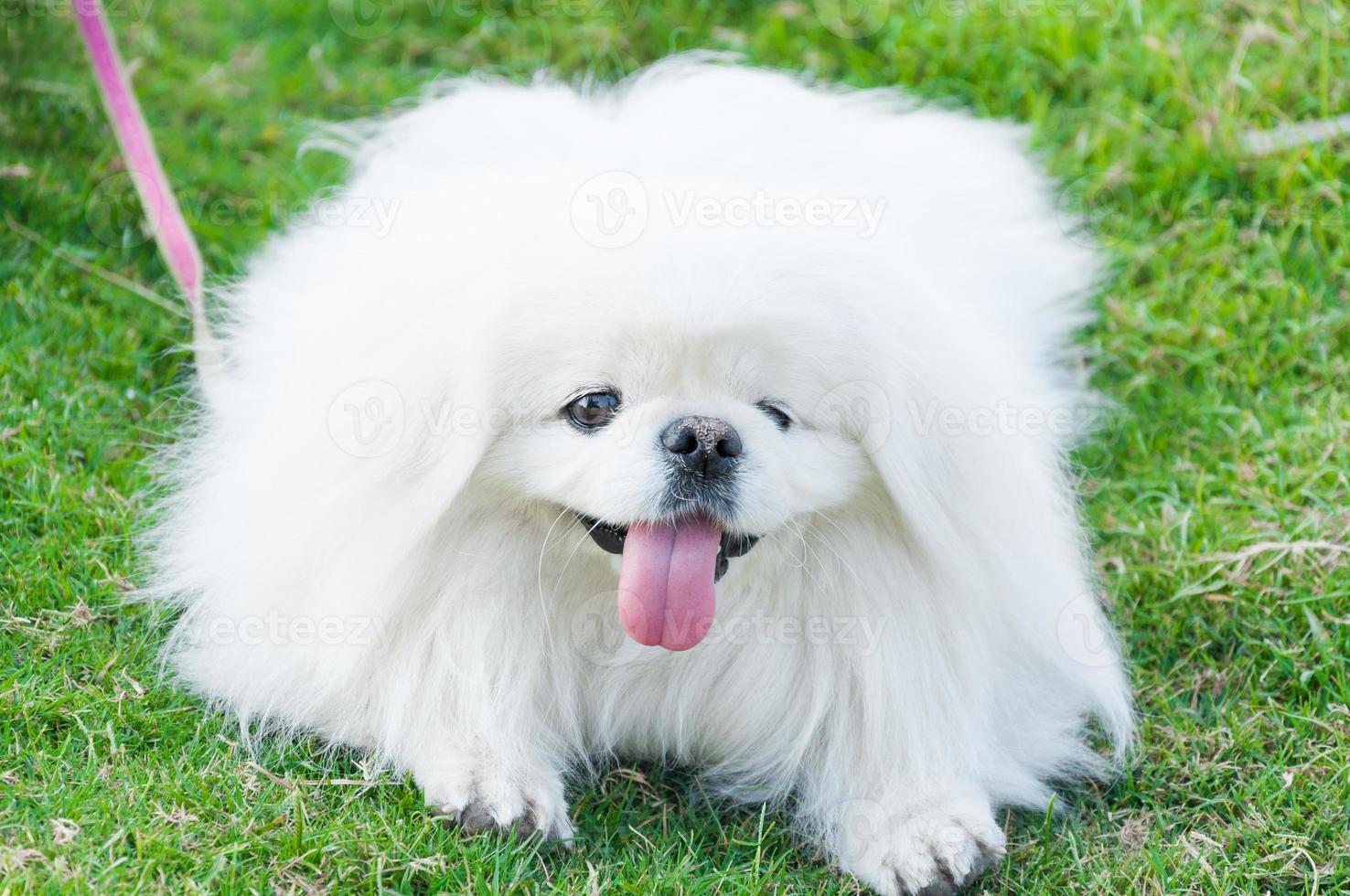 Puppy Pekingese breed, white dog , loveliness ,playfulness In the garden photo