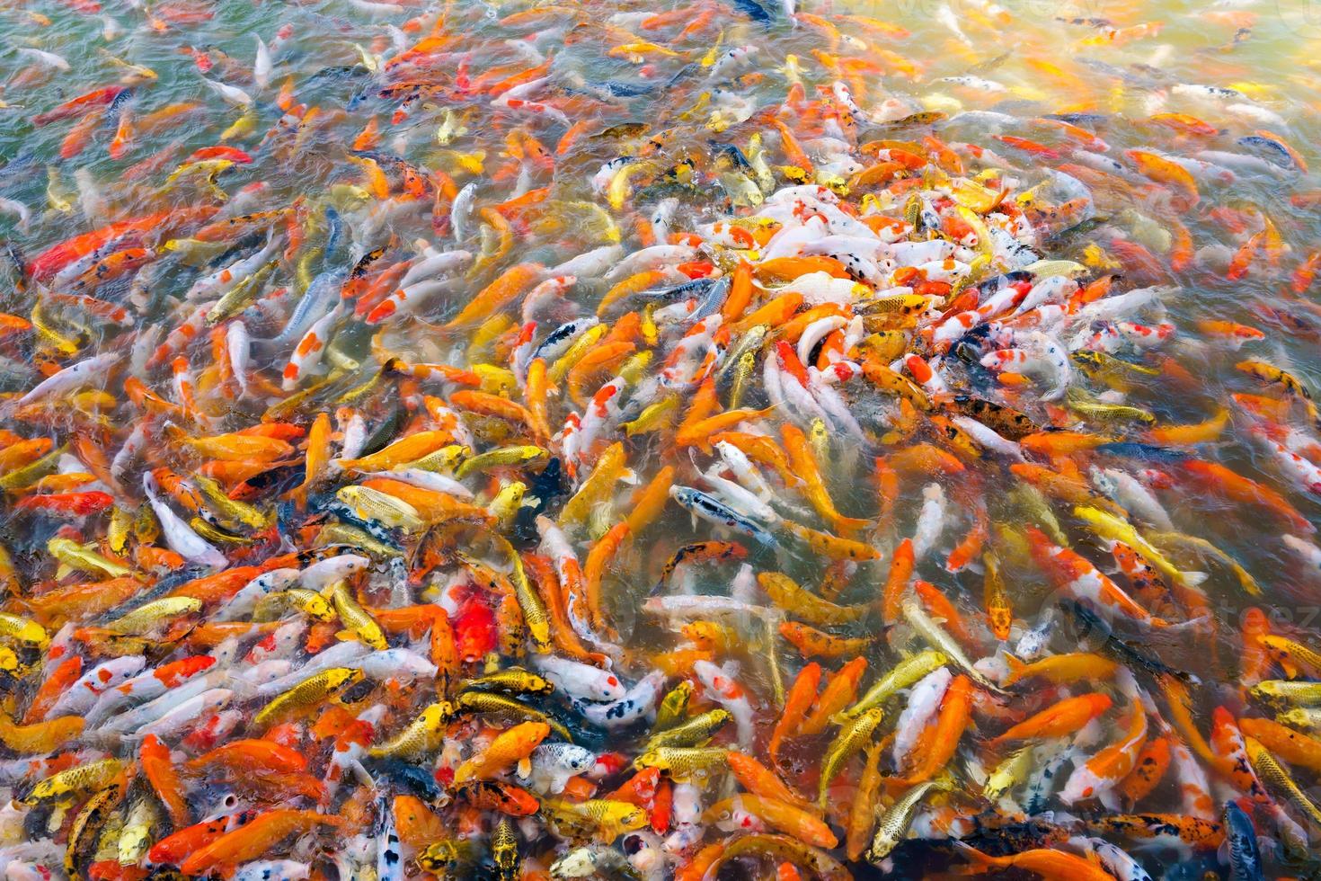 Beautiful carp koi fish swimming in pond in the garden photo