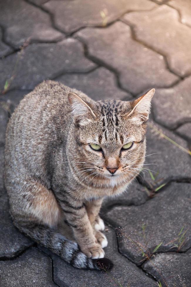 soñoliento atigrado gato en el pared ,marrón linda gato, gato mintiendo, juguetón gato relajante vacaciones, vertical formato, gato parte superior ver selectivo atención foto