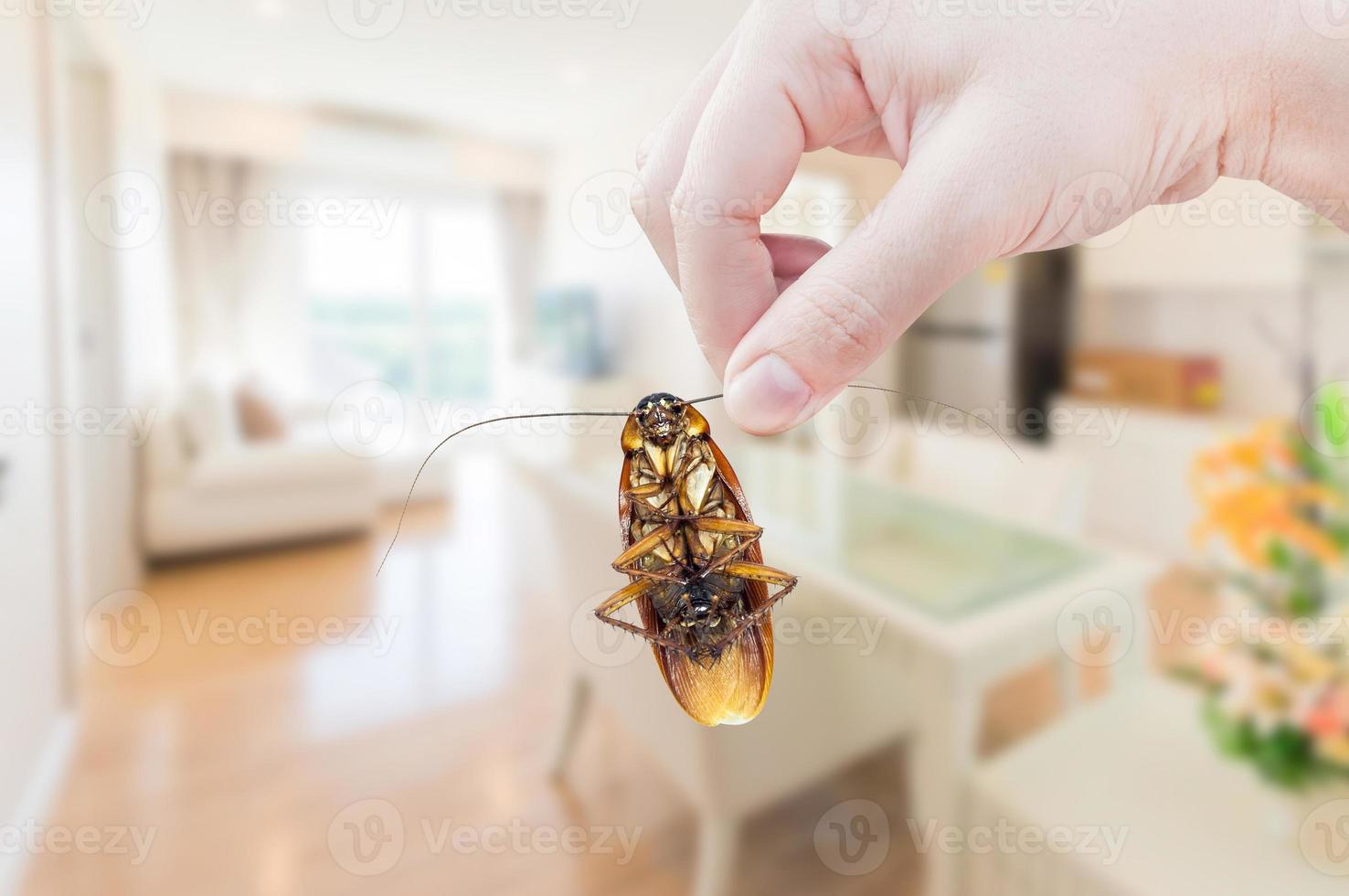 mano de mujer sosteniendo una cucaracha en la habitación en el fondo de la casa, eliminar la cucaracha en la casa de la habitación foto