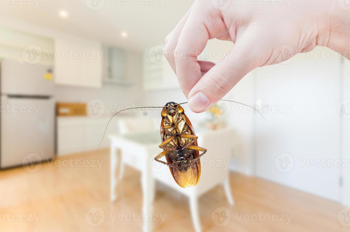 Woman's Hand holding cockroach on room in house background, eliminate cockroach in room house photo