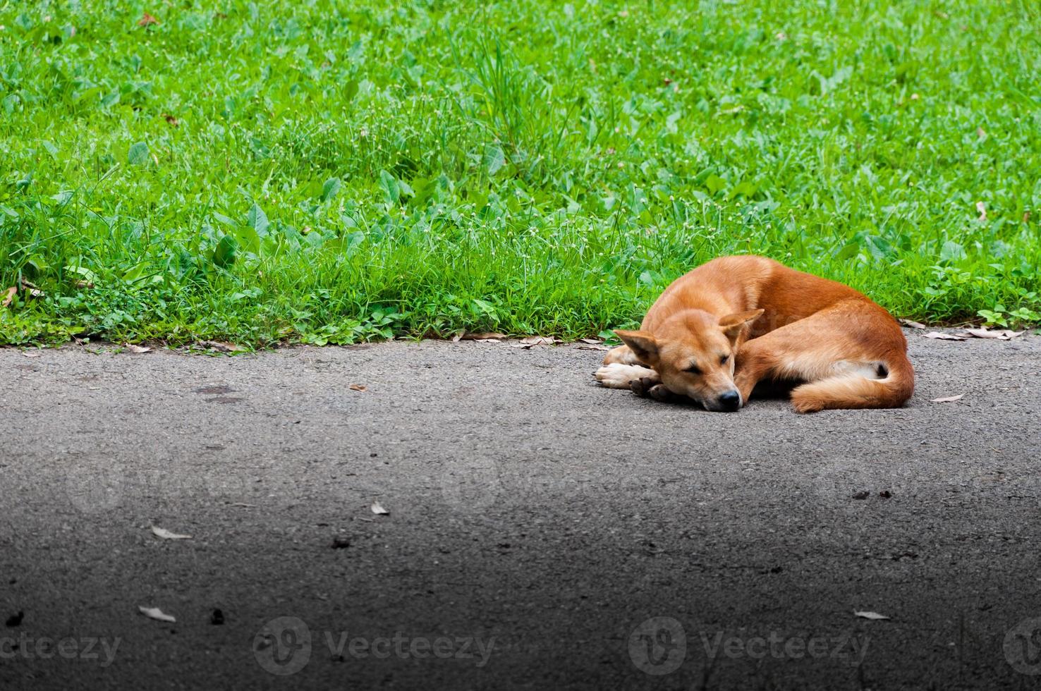 Homeless abandoned dog Brown Thai dog resting sleeping on the street photo