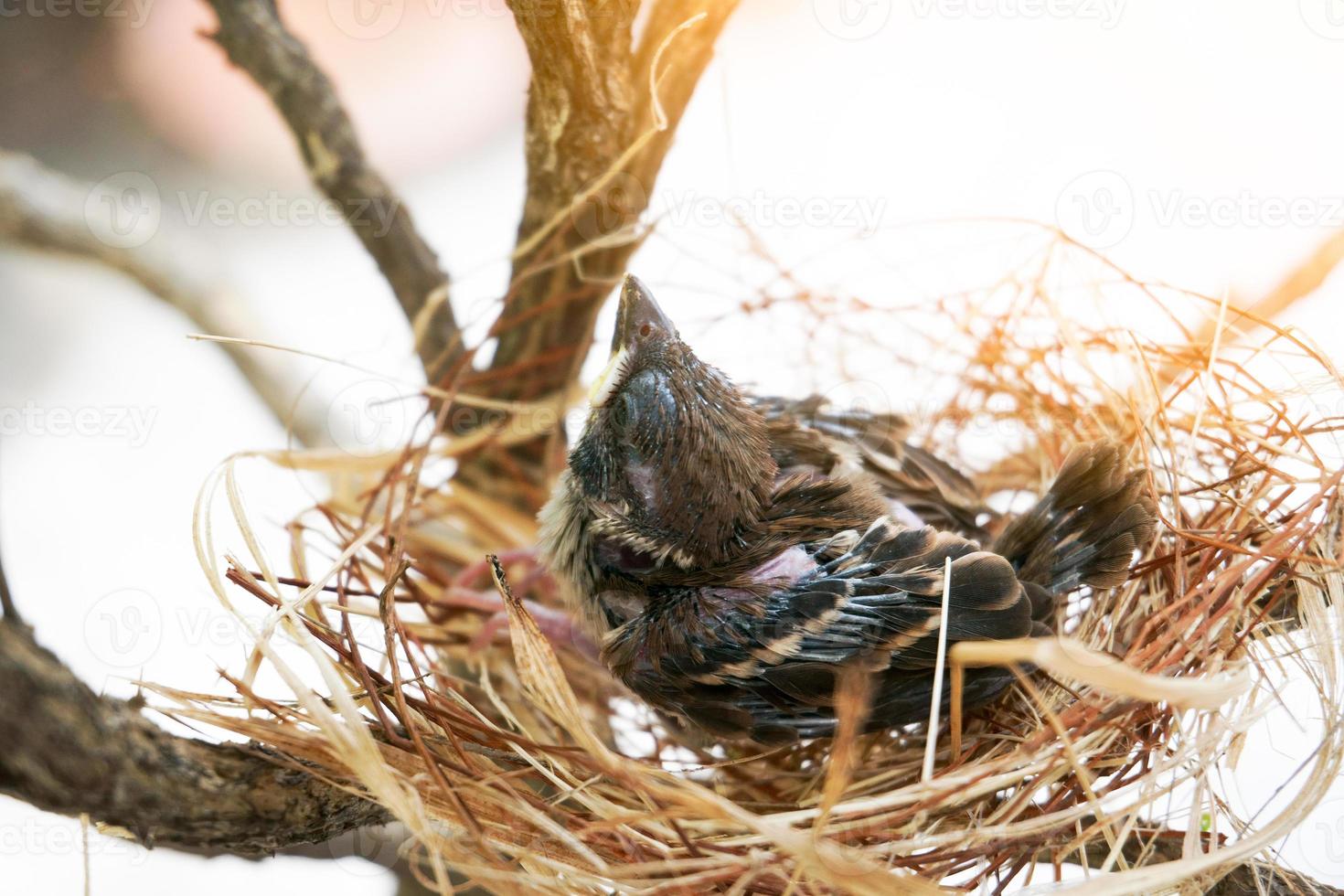 The little bird in a nest The nest is made of dry grass and yarn. photo