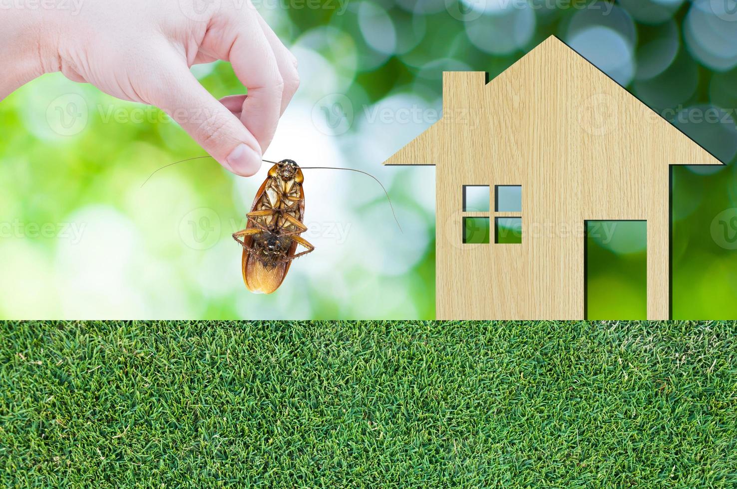 Woman's Hand holding cockroach on house icon from  wooden on grass texture nature background as symbol of eliminate cockroach in apartment and house photo