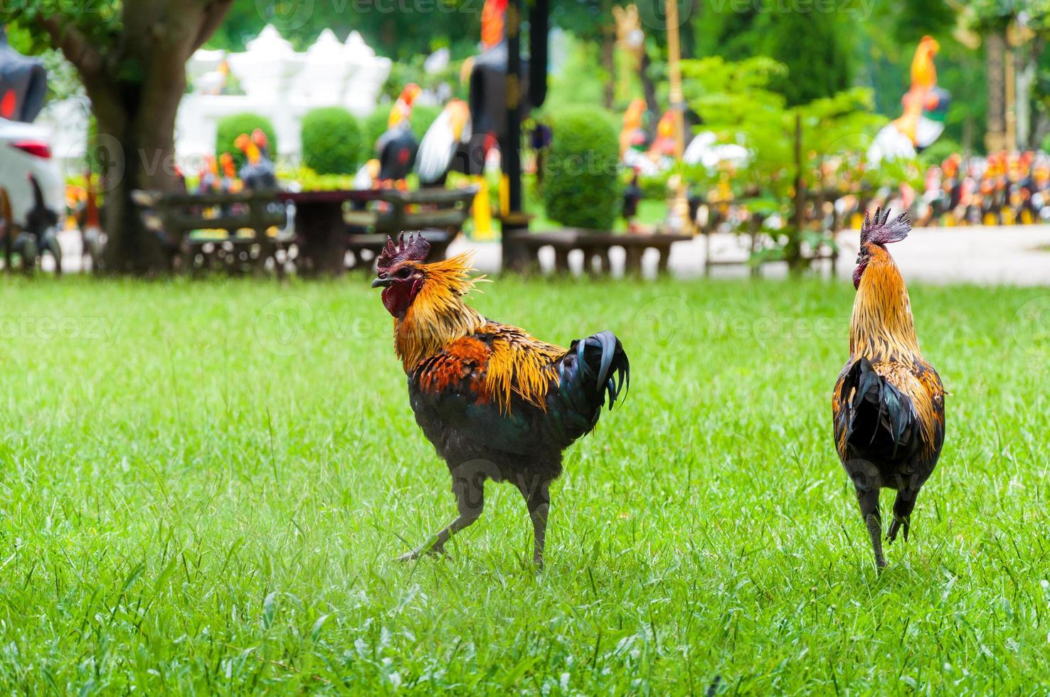 Beautiful black rooster cock on green grass background photo