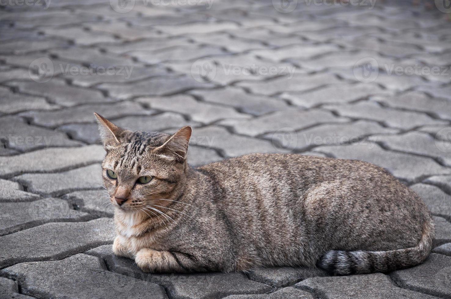 beautiful cat with eyes looking ,brown Cute cat, cat lying, playful cat relaxing vacation photo