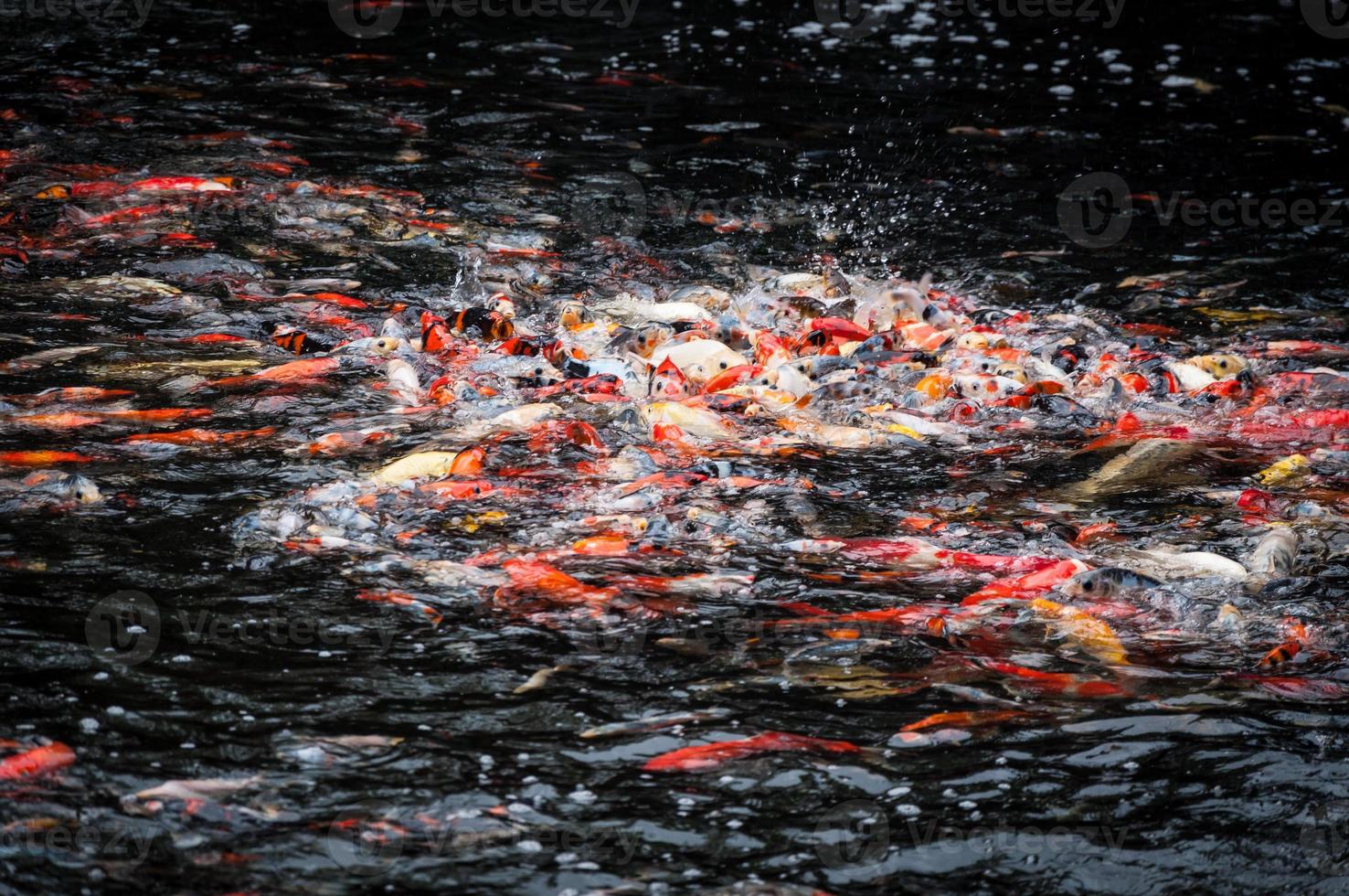 Beautiful carp koi fish swimming in pond in the garden photo