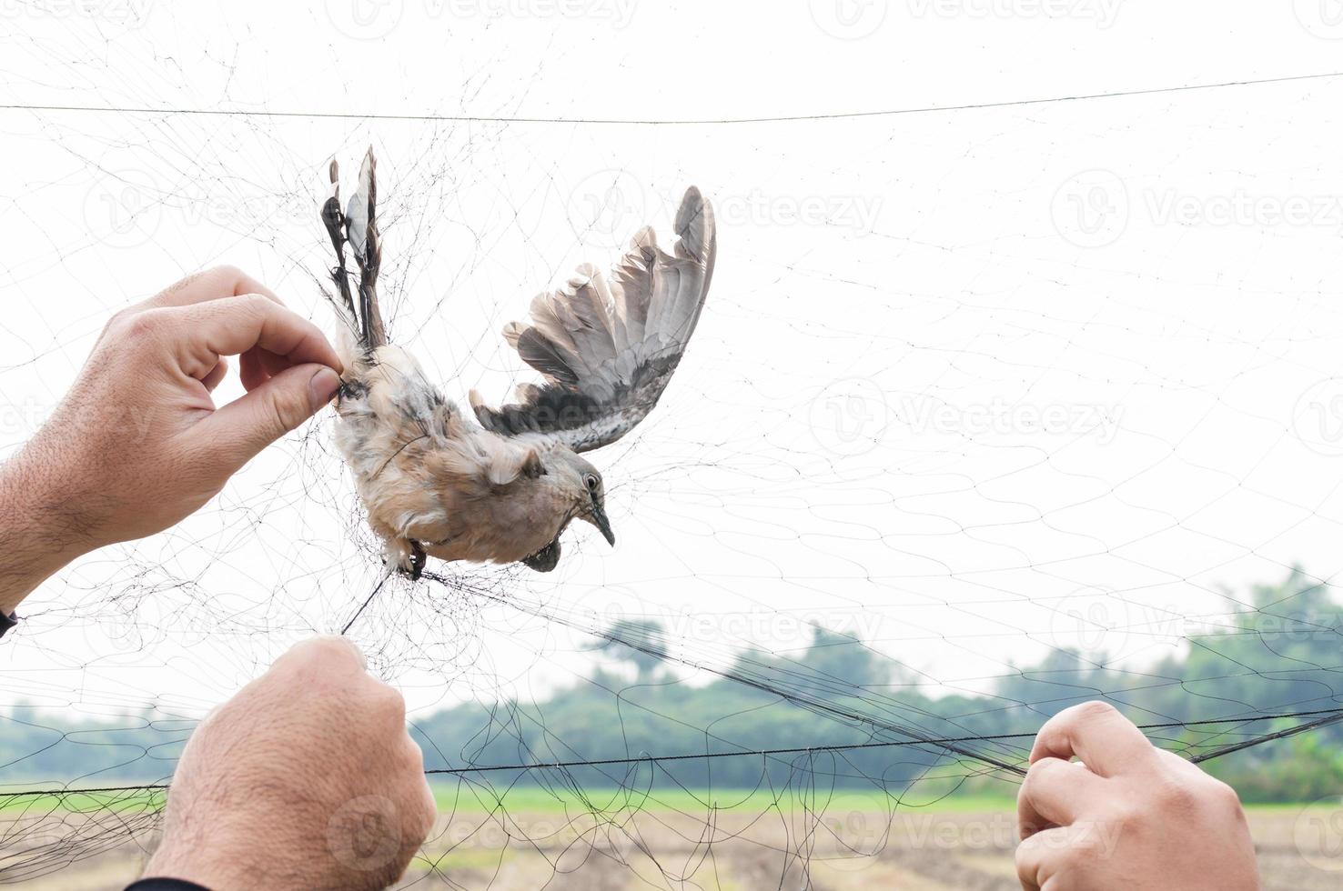 Bird were caught by gardener hand holding on a mesh on white background,Illegal Bird Trap photo