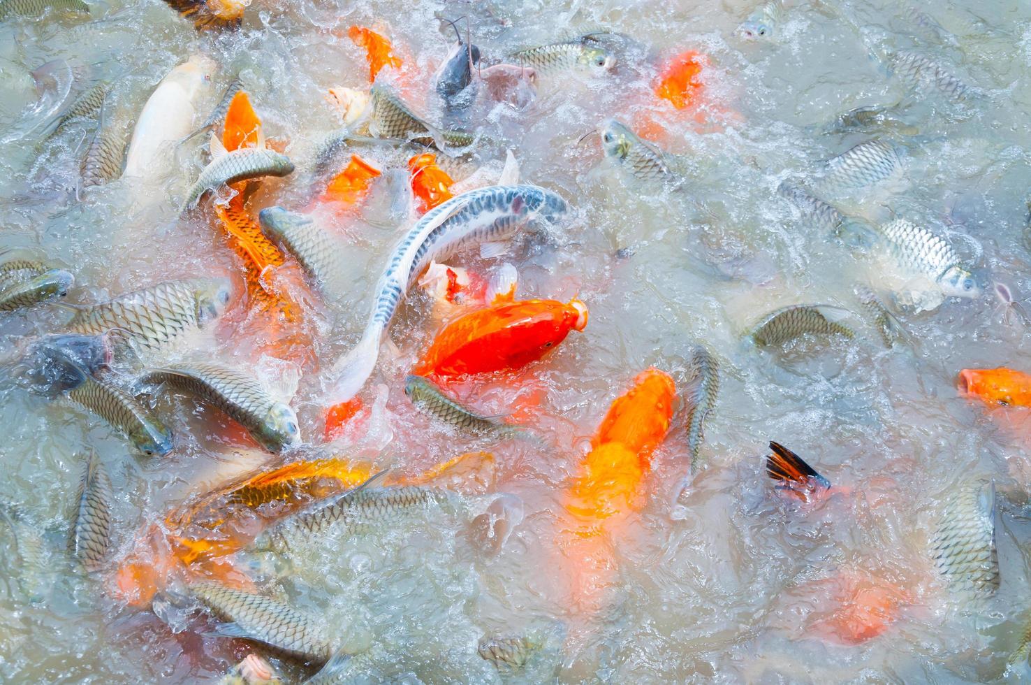 Beautiful carp koi fish swimming in pond in the garden photo