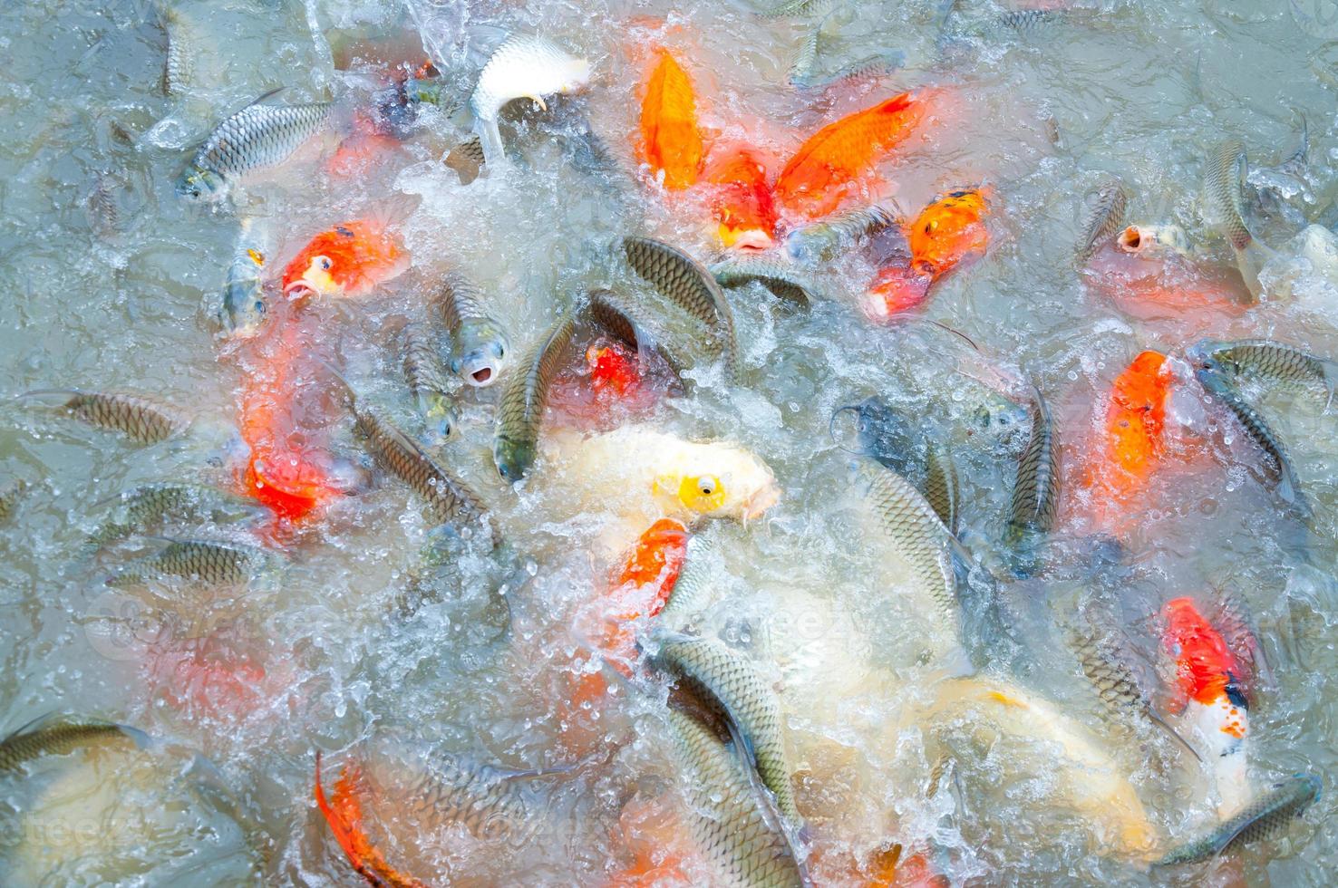 Beautiful carp koi fish swimming in pond in the garden photo