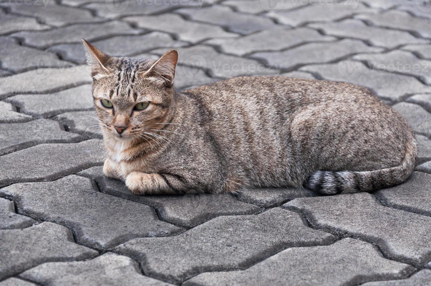 hermosa gato con ojos mirando ,marrón linda gato, gato mintiendo, juguetón gato relajante vacaciones foto