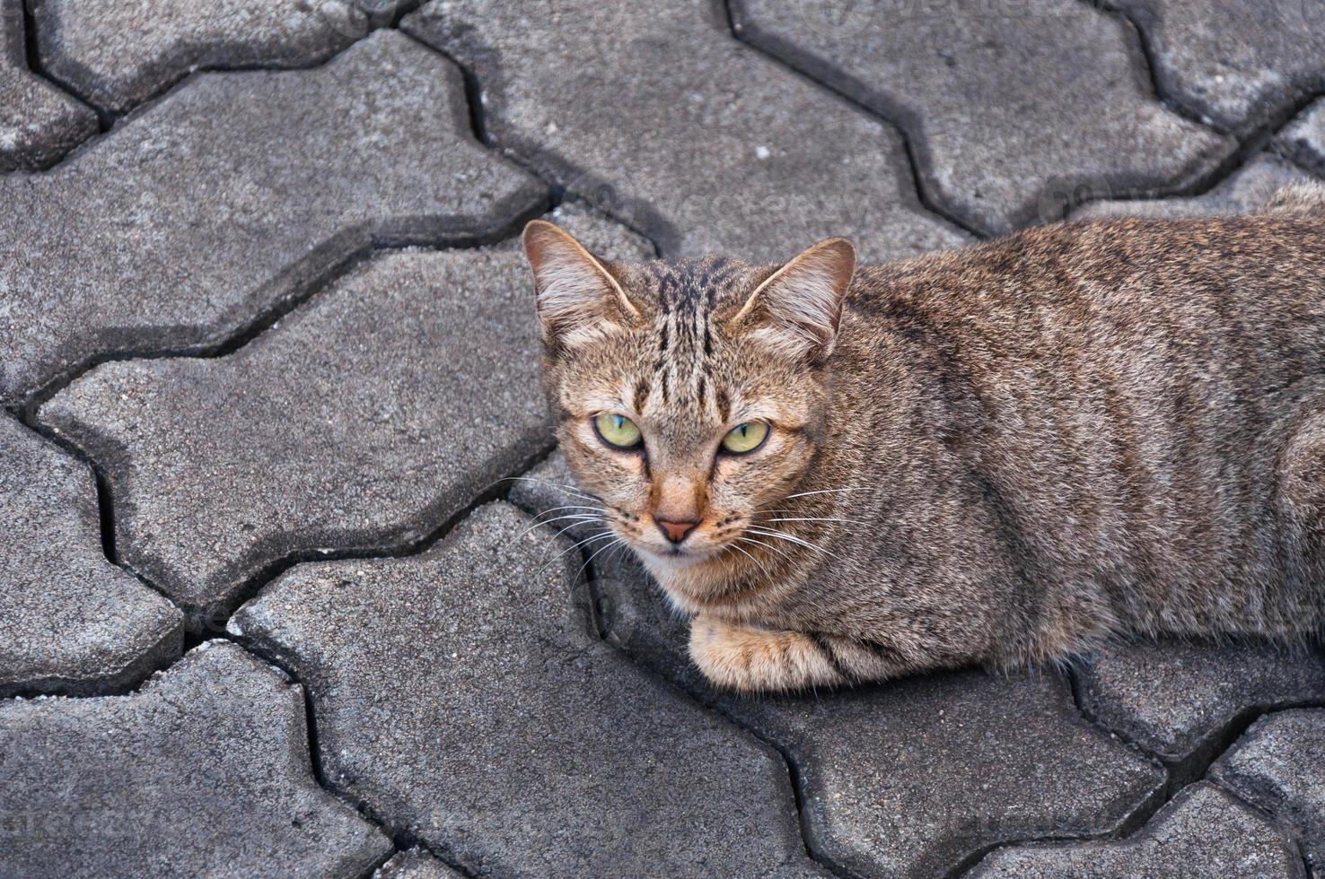 beautiful cat with eyes looking ,brown Cute cat, cat lying, playful cat relaxing vacation photo