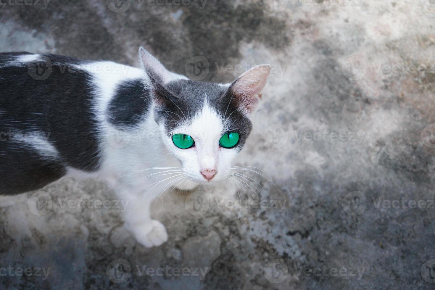 Beautiful black and white cat looks into the camera with green eyes photo