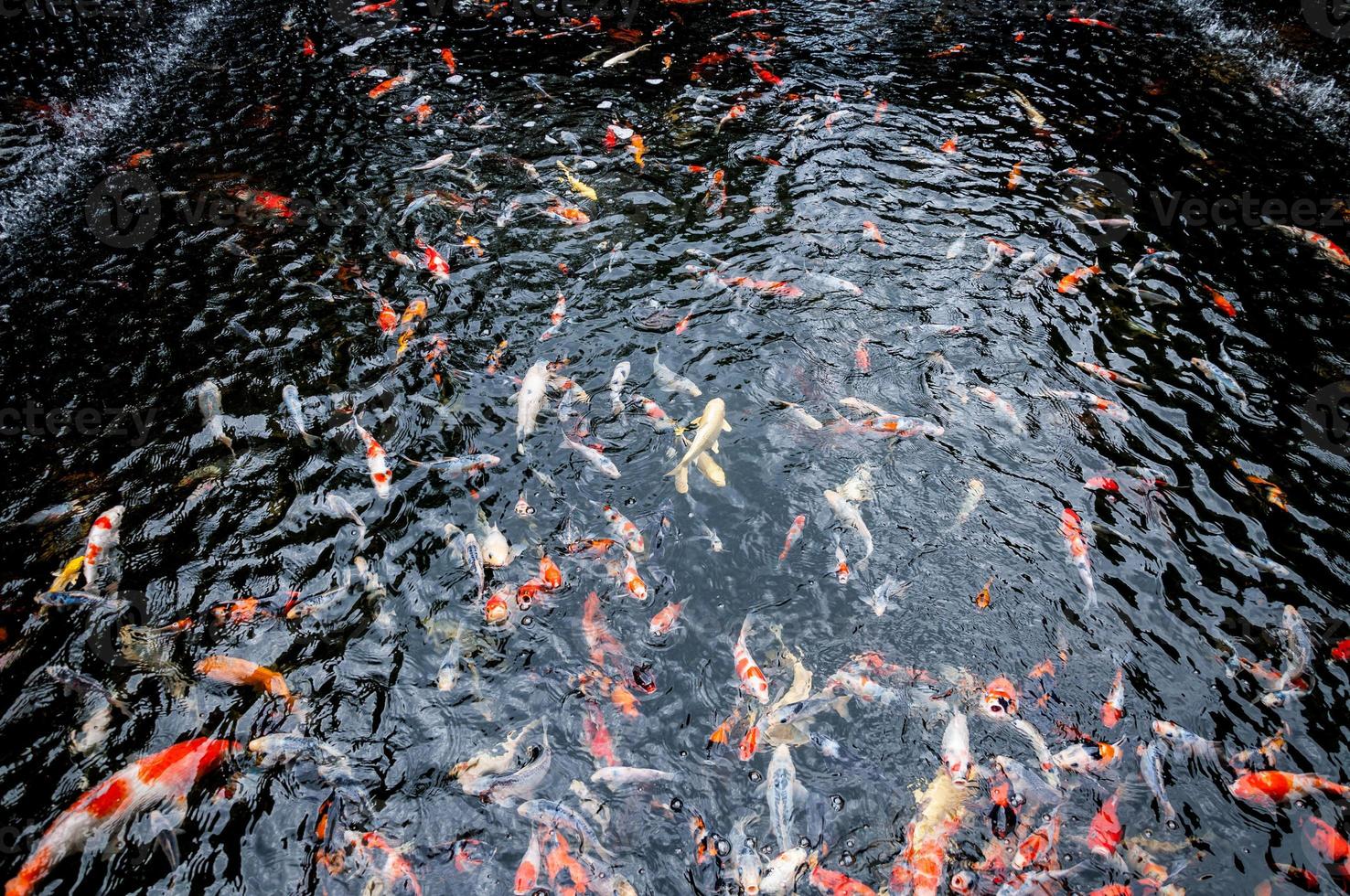 hermoso pez carpa koi nadando en un estanque en el jardín foto