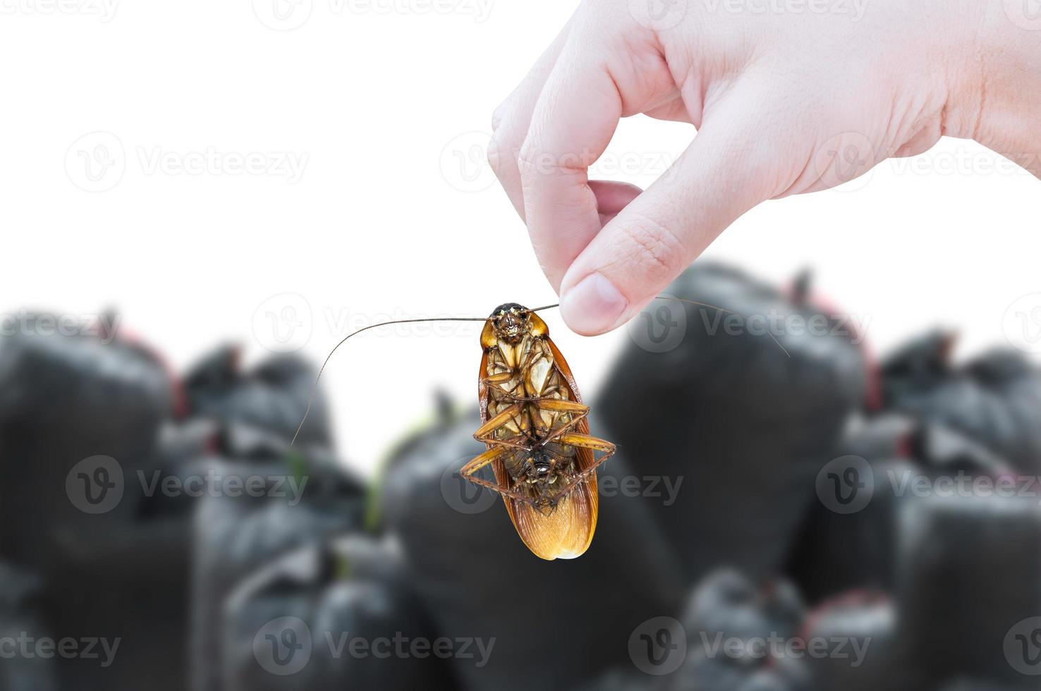 Hand holding cockroach on black bag garbage bag  of rubbish background, eliminate cockroach in apartment and house photo