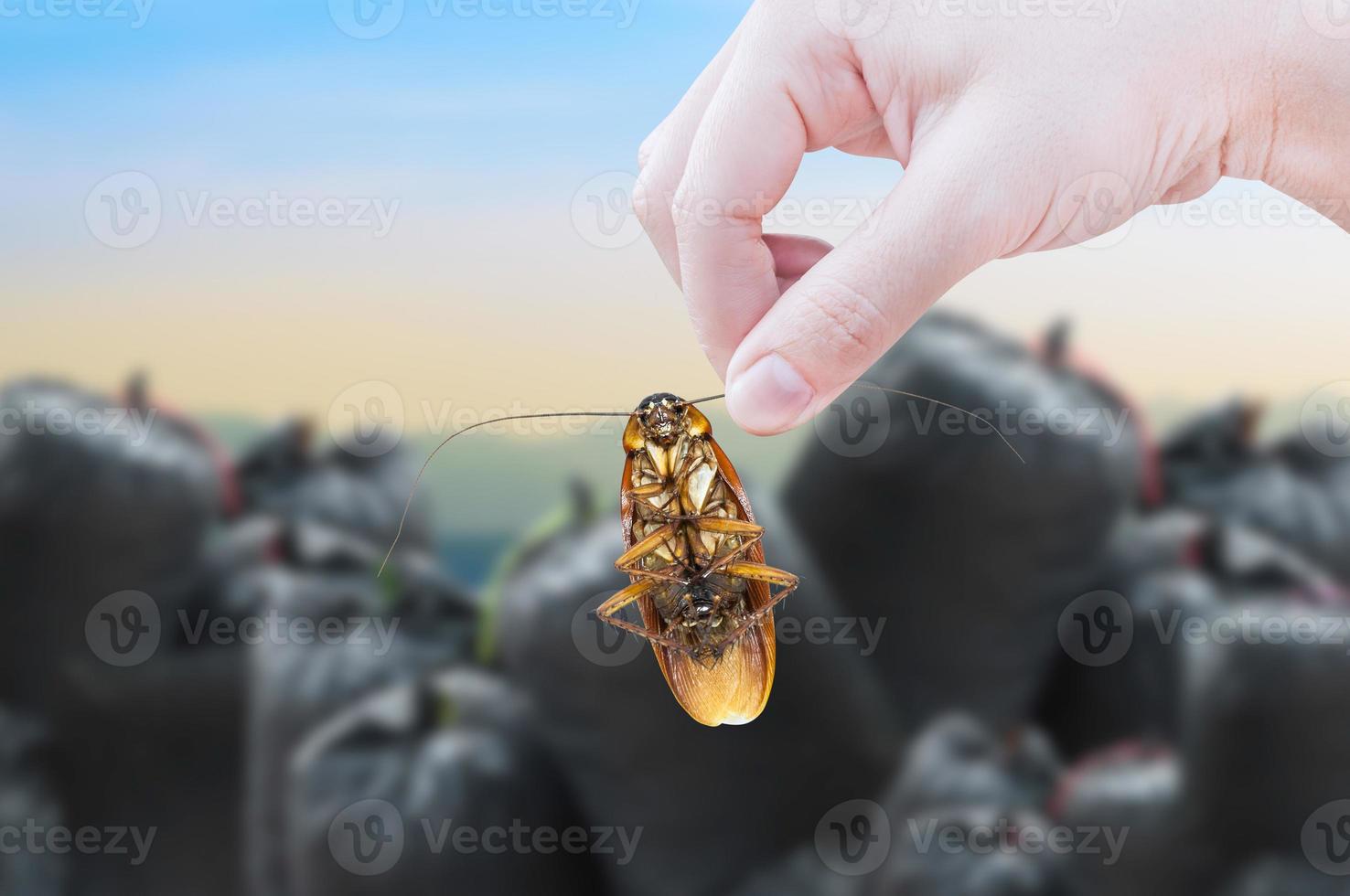 Hand holding cockroach on black bag garbage bag  of rubbish background, eliminate cockroach in apartment and house photo