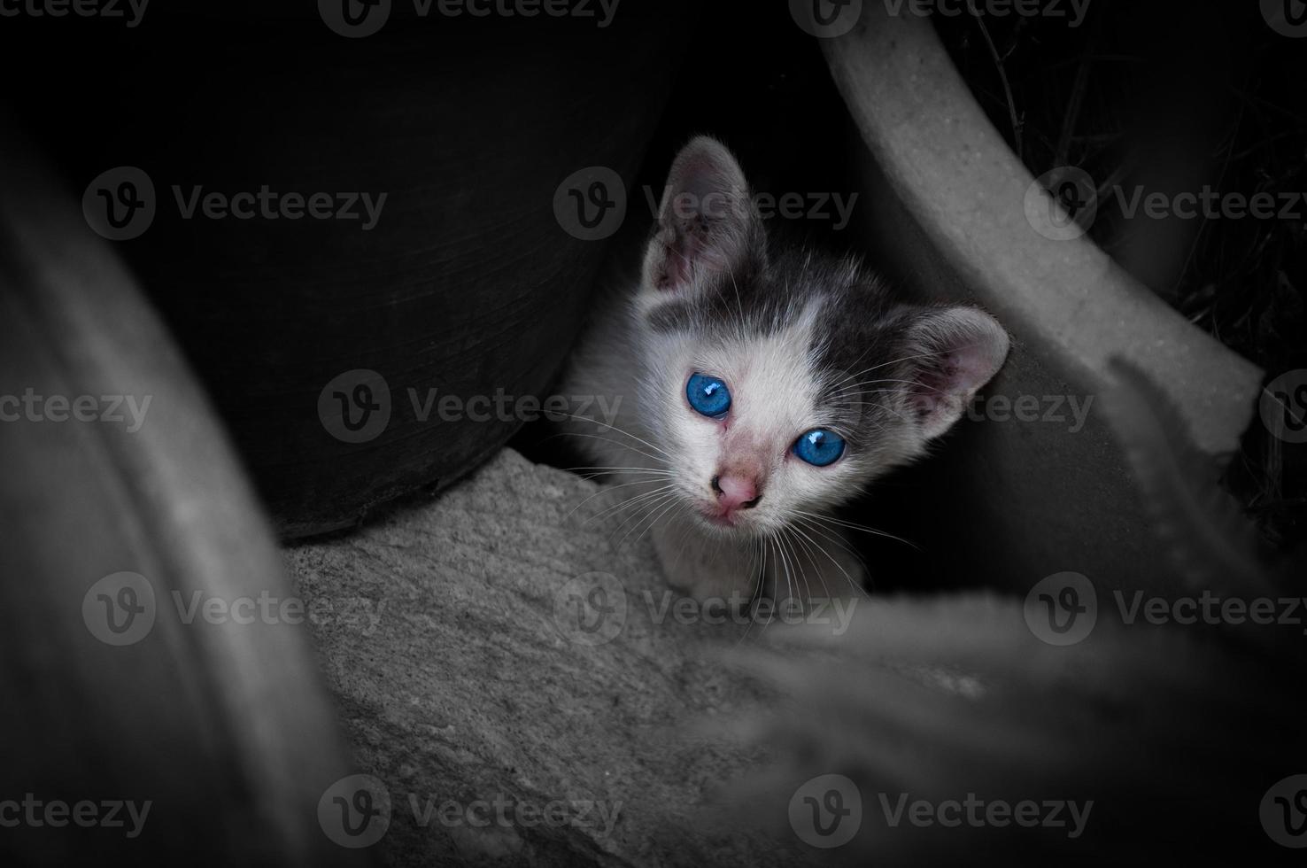 gatito con hermosos ojos azules, retrato animal, gato juguetón vacaciones relajantes foto