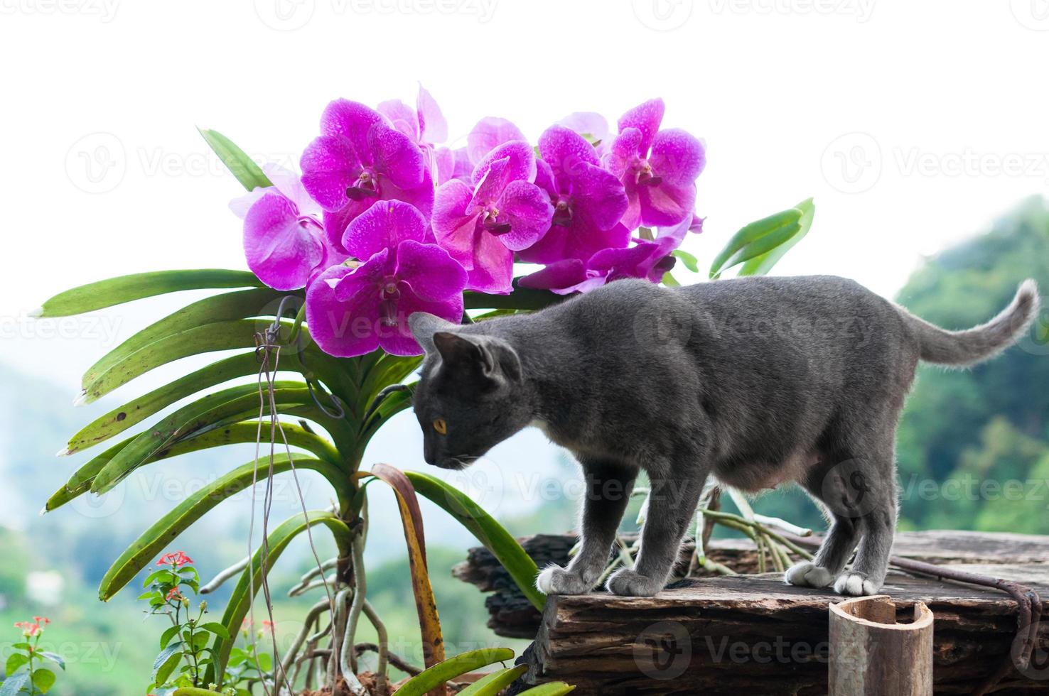 hermosa gris gato y púrpura orquídea en hermosa paisaje antecedentes foto