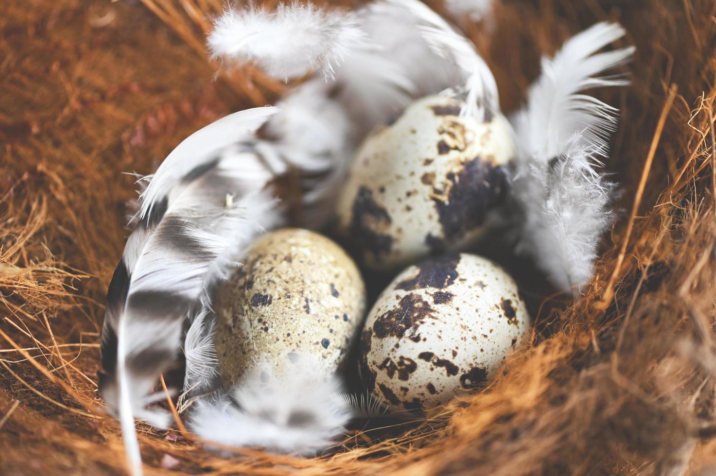 quail eggs on bird nest and feather, fresh quail eggs on basket background, raw eggs photo