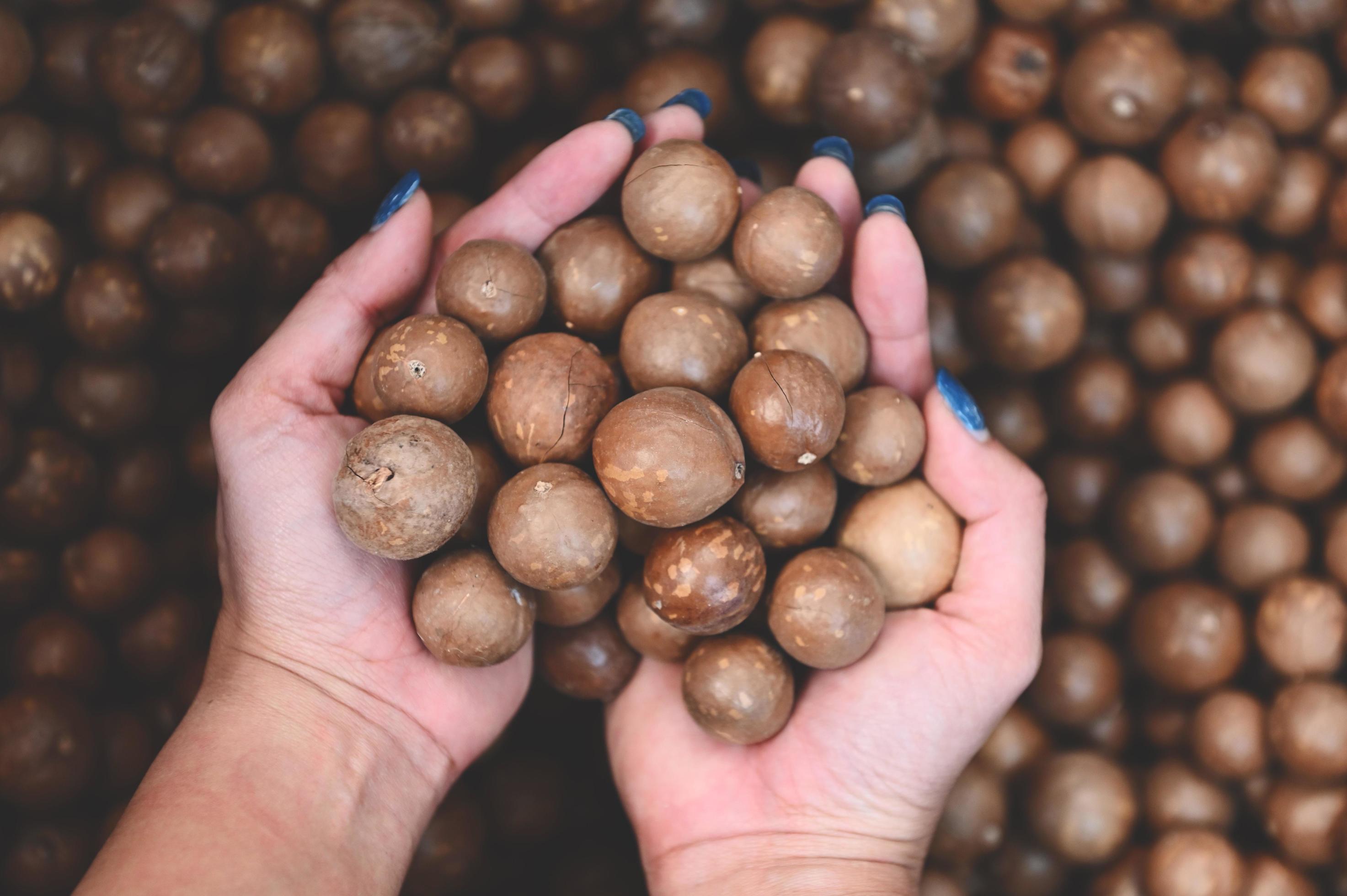 macadamia nuts on hand, fresh natural shelled raw macadamia nuts in a