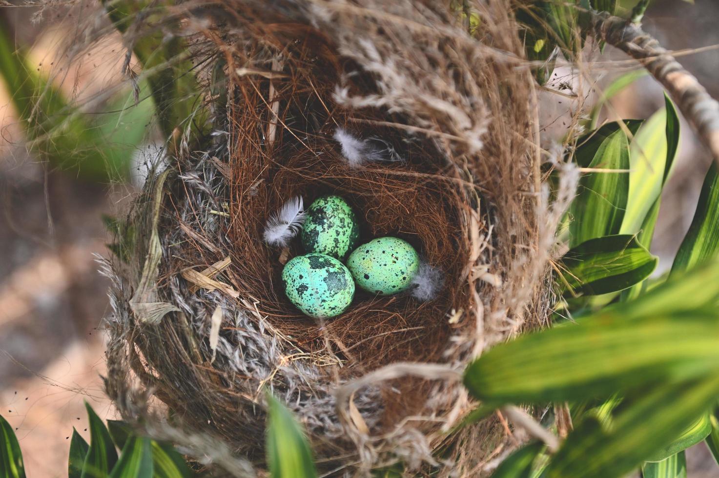bird nest on tree branch with three eggs inside, bird eggs on birds nest and feather in summer forest , eggs easter concept photo