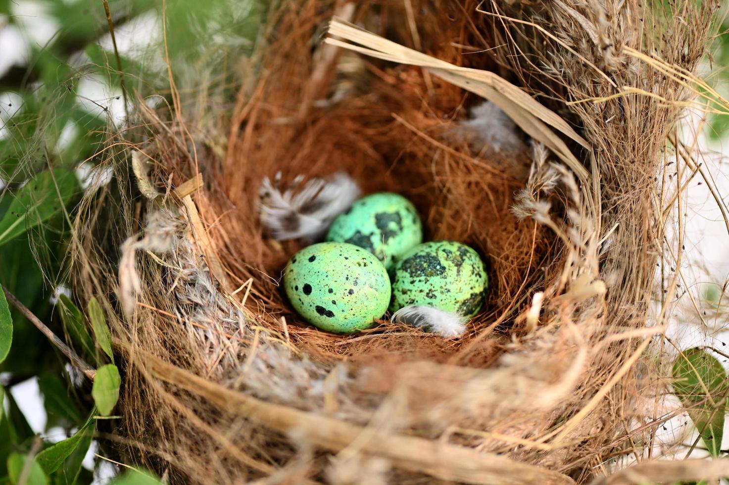 bird nest on tree branch with three eggs inside, bird eggs on birds nest and feather in summer forest , eggs easter concept photo