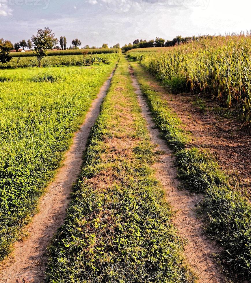 Path along the field photo