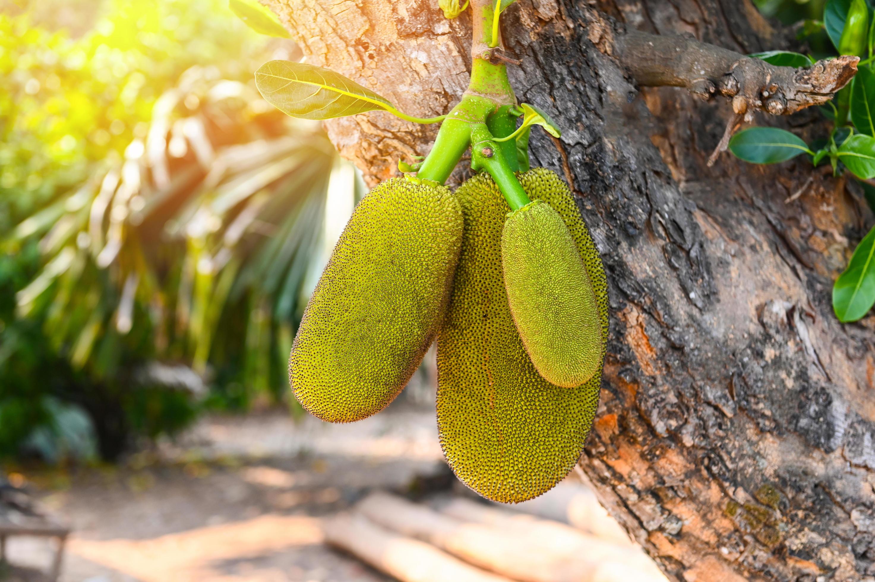 jackfruit on the jackfruit tree tropical fruit on nature leaf