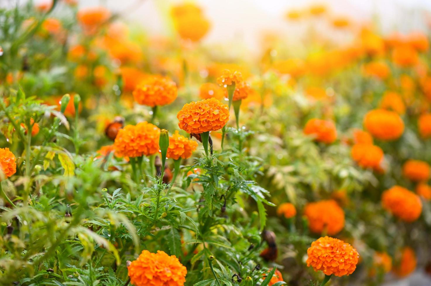field of marigold flowers on tree in the garden, Orange floral marigold yellow flowers in summer photo