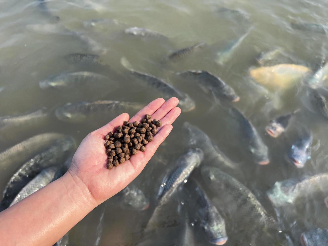 alimentar a los peces, cerrar los alimentos de gránulos marrones para peces en la mano, alimentar a los peces con alimentos en estanques de superficie de agua en estanques de superficie de agua, piscifactoría foto