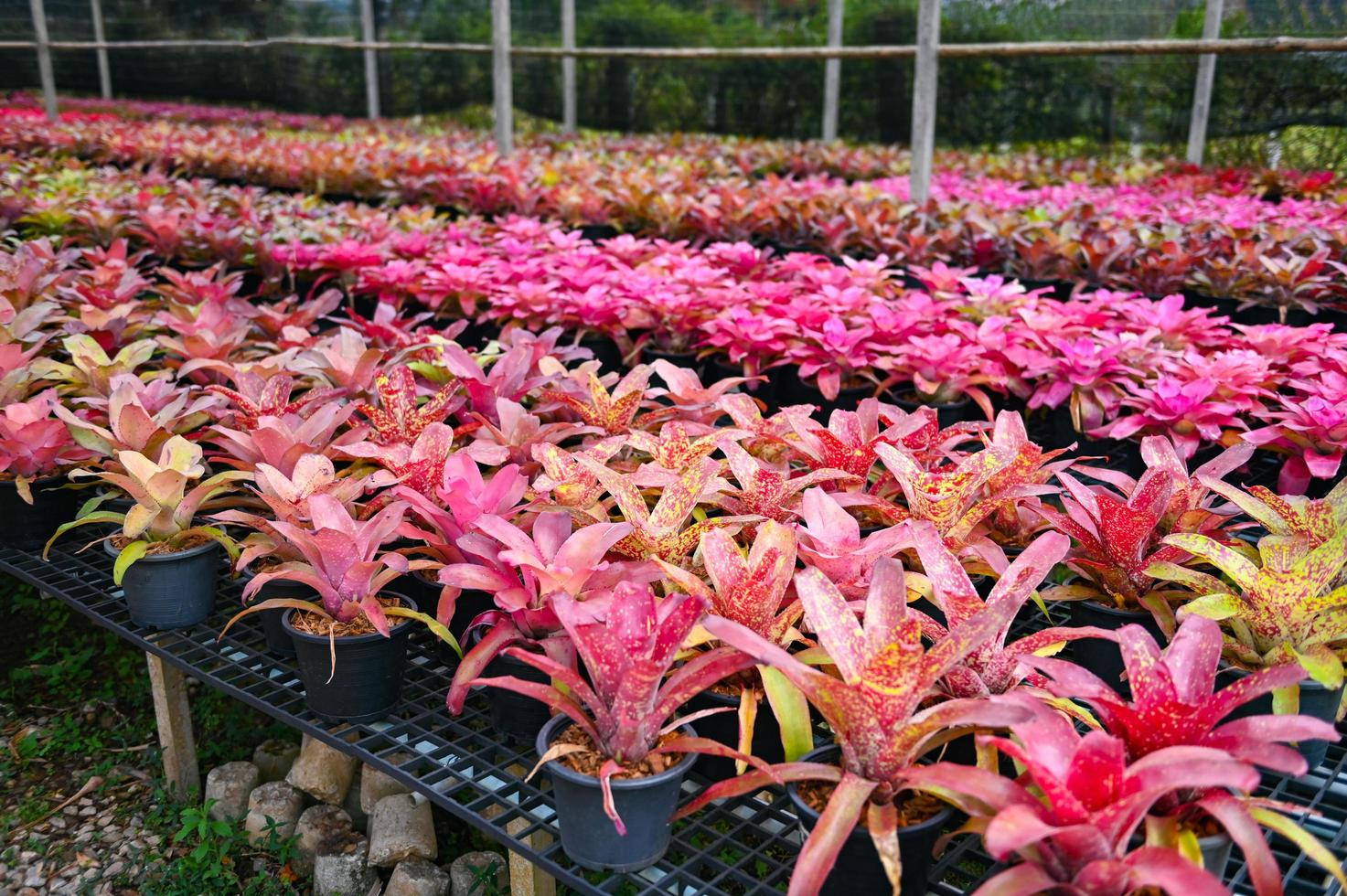 Bromeliad plant tree, Bromeliad garden colorful of leaves  bromeliad flower blooming in nursery farm plant green house background - Aechmea fasciata photo