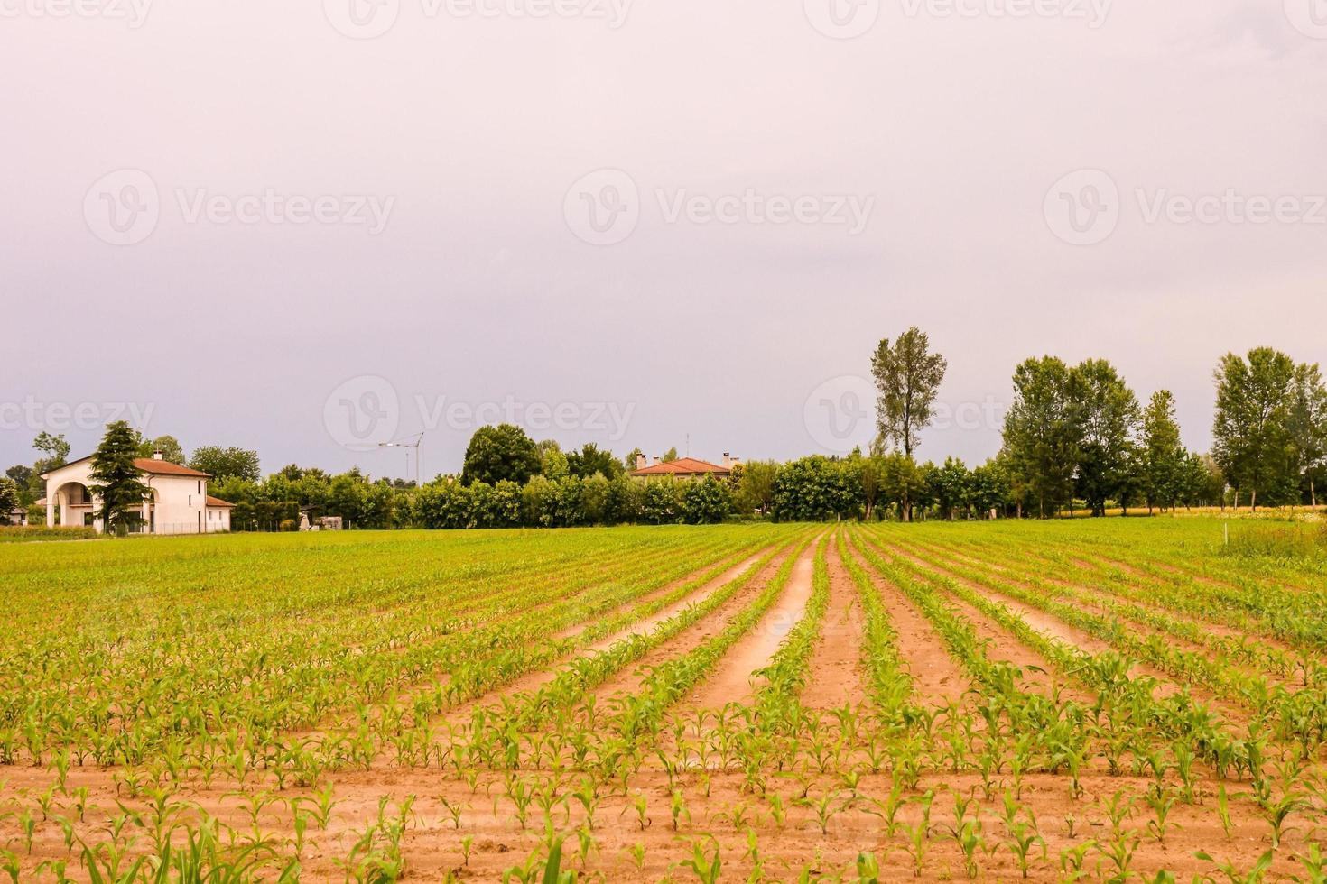 Field of crops photo