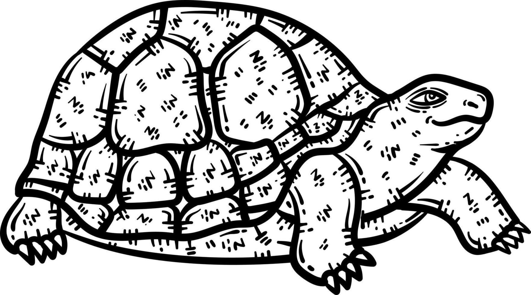 Tortuga animal colorante página para adulto vector