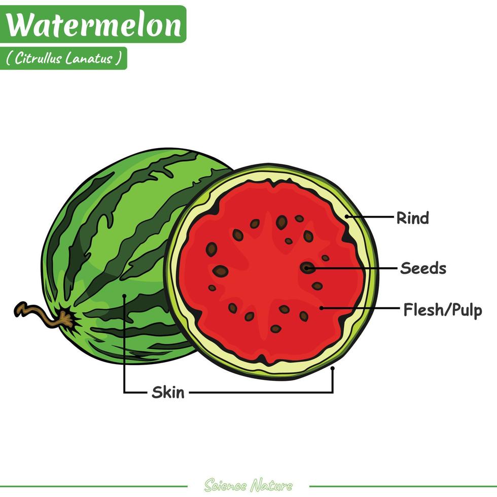 watermelon structure diagram. watermelon structure vector illustration