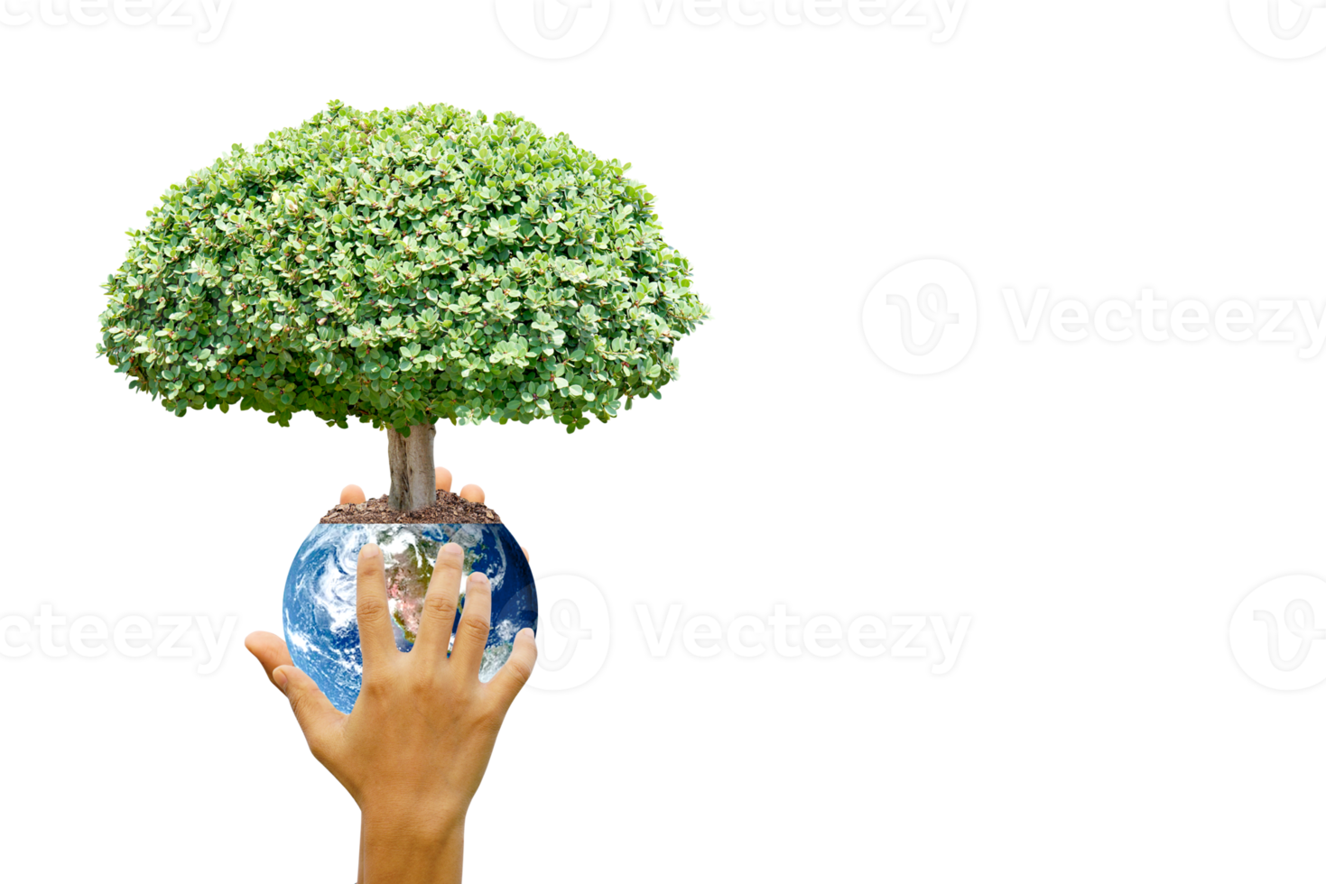 concept of saving the world tree in human hands png