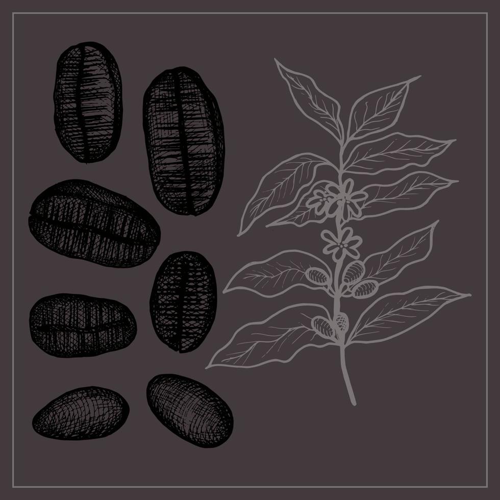 Illustration of coffee beans and cffee plant. Illustration of ripe coffee beans hand drawn.Coffee-coloured.Design element vector