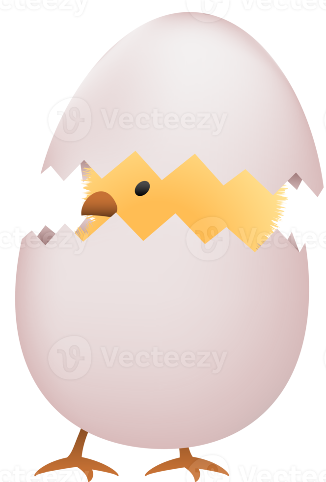 polluelo en roto blanco huevo png