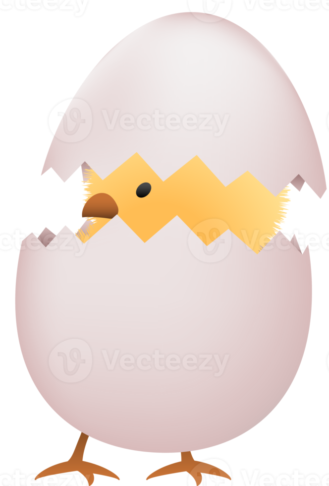 Chick in broken white egg png