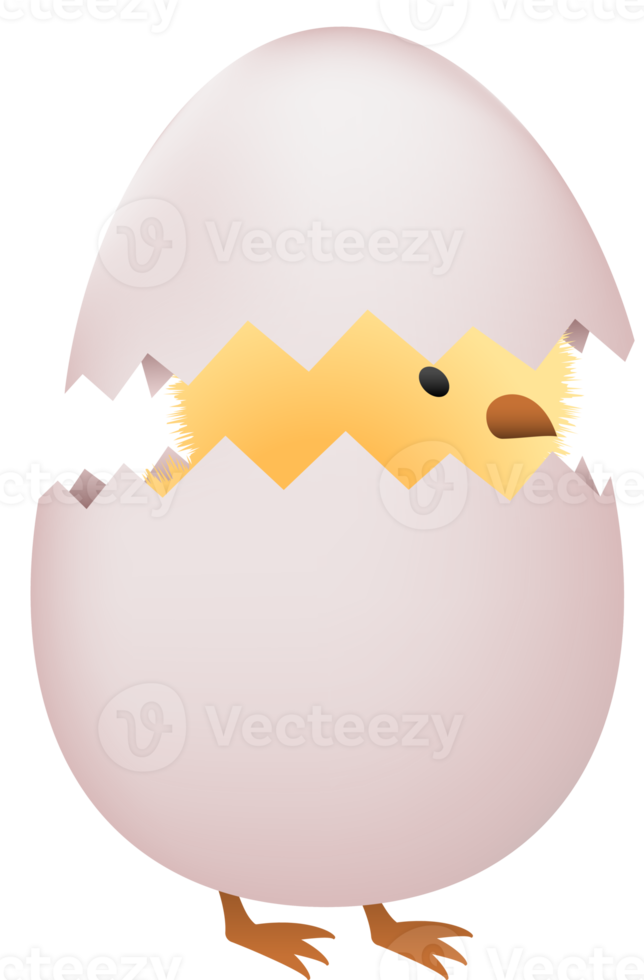 Chick in broken white egg png